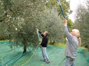 olive harvestpolesDSC09855