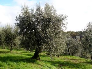 olive oil treesDSC09946