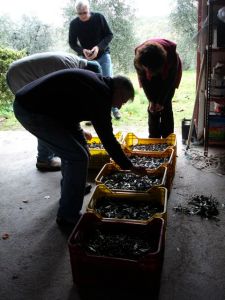 olive sortingDSC09847