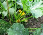 courgette growsIMG_1405