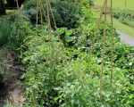 garden grows2IMG_1404