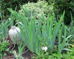 garden growsMG_1407