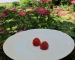 raspberriesMG_1399