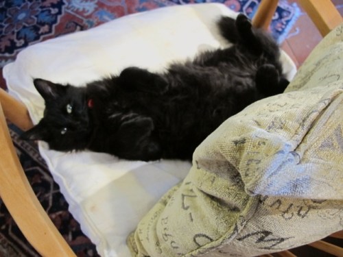 midnight with a touch of entitlementIMG_7572