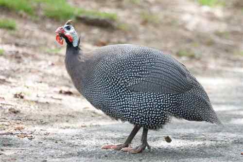 guinea-fowl-2