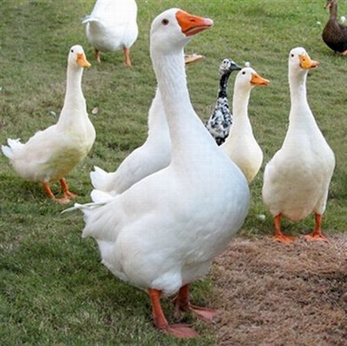 duck-farming-3