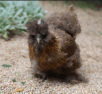 Screen Shot 2021-09-27 at 3.37.49&nbsp;PM